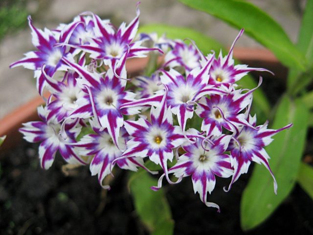 Флокс Друммонда (Phlox drummondii) Флокс Друммонда (Phlox drummondii)