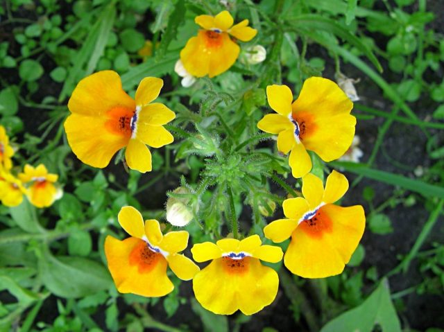 Немезия зобовидная (Nemesia strumosa) Немезия зобовидная (Nemesia strumosa)