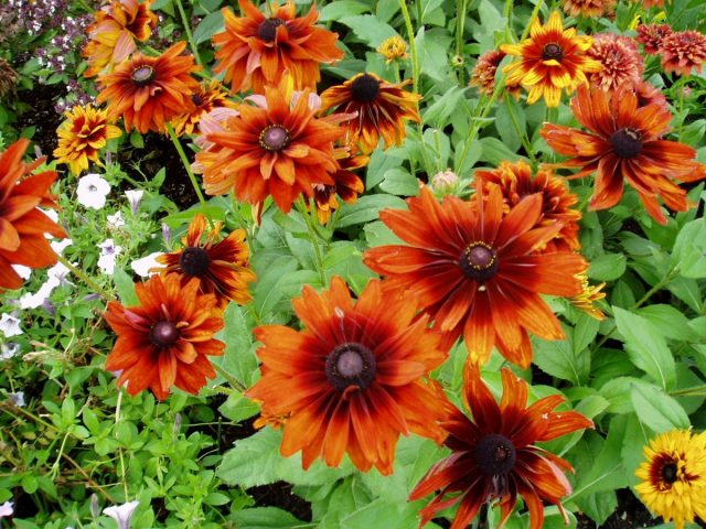 Рудбекия «Чероки Сансет» (Rudbeckia 'Cherokee Sunset') Рудбекия «Чероки Сансет» (Rudbeckia 'Cherokee Sunset')