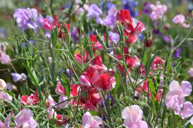 Душистый горошек (Lathyrus odoratus) Душистый горошек (Lathyrus odoratus)