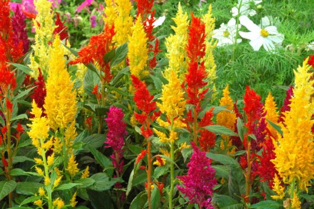 Целозия (Celosia) Целозия (Celosia)