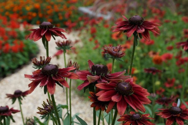 Рудбекия «Черри Бренди» (Rudbeckia 'Cherry Brandy') Рудбекия «Черри Бренди» (Rudbeckia 'Cherry Brandy')