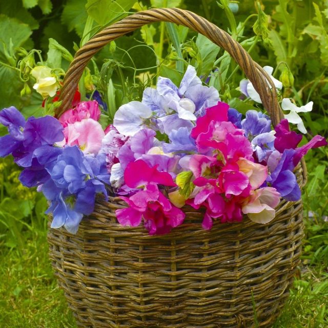 Душистый горошек «Купидон» (Lathyrus odoratus 'Cupid') Душистый горошек «Купидон» (Lathyrus odoratus 'Cupid')