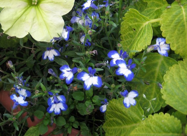Лобелия (Lobelia), сорт 'Star Super' Лобелия (Lobelia), сорт 'Star Super'