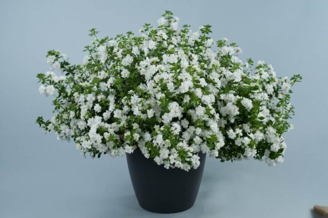 Бакопа (Bacopa), сорт 'Double Snowball White' Бакопа (Bacopa), сорт 'Double Snowball White'