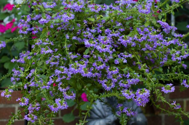Сцевола (Scaevola) Сцевола (Scaevola)