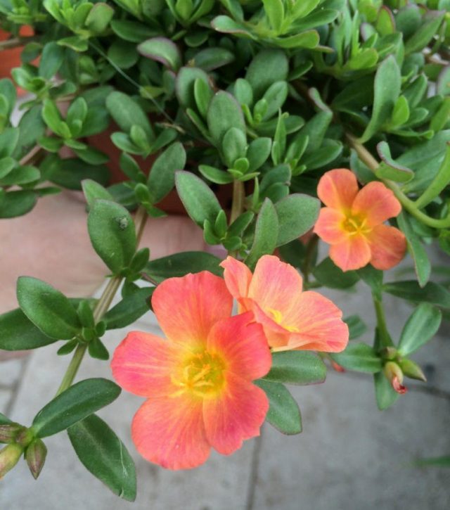 Портулак (Portulaca oleracea) Портулак (Portulaca oleracea)