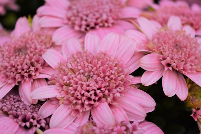 Остеоспермум (Osteospermum), сорт 'Margarita Double Pink' Остеоспермум (Osteospermum), сорт 'Margarita Double Pink'