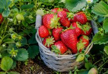 7 секретов большого урожая земляники садовой