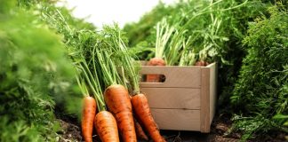 Как вырастить вкусные, крупные, красивые корнеплоды?