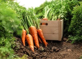 Как вырастить вкусные, крупные, красивые корнеплоды?