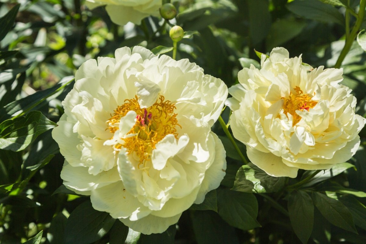 Paeonia-Lemon-Chiffon-1