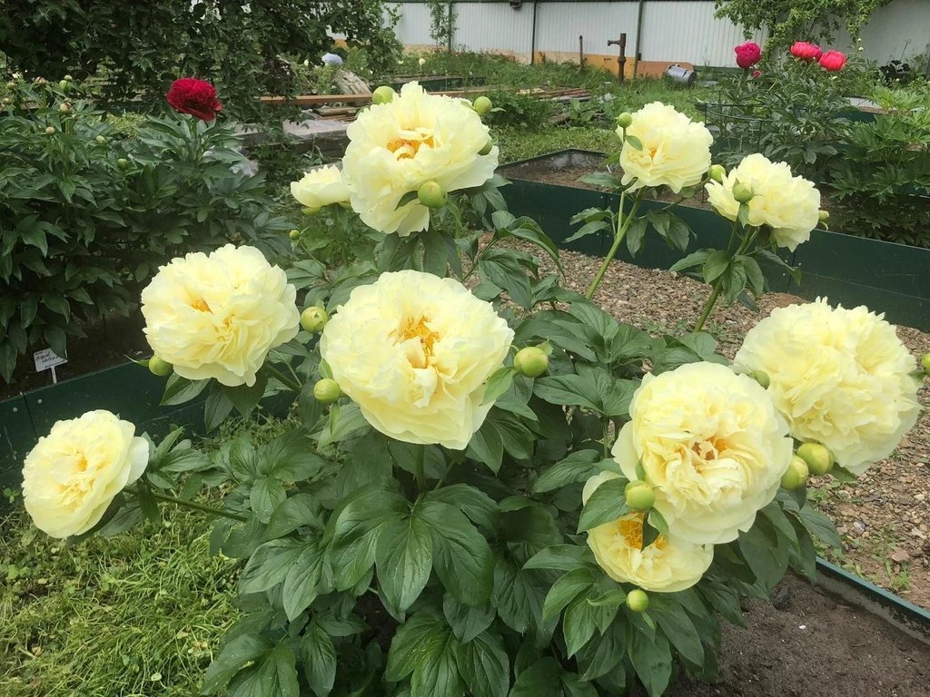 Paeonia-Lemon-Chiffon-2
