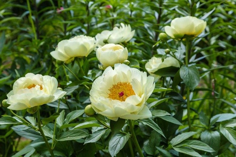 Paeonia-Lemon-Chiffon-3