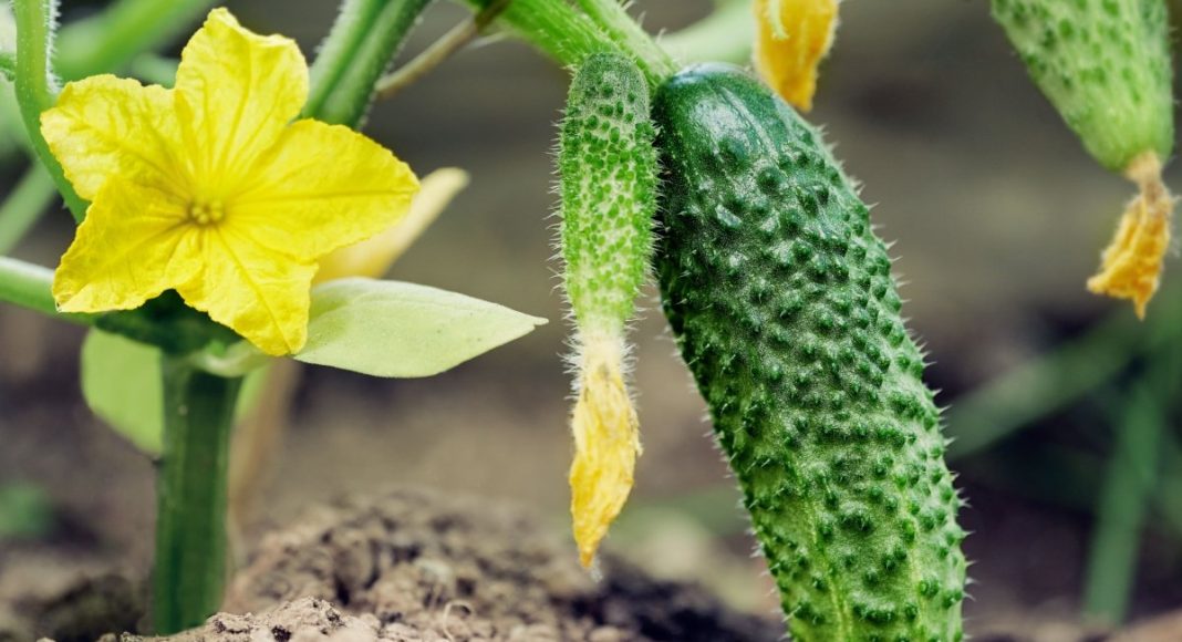 Питание огурцов — от рассады до сбора урожая Прежде чем попасть к нам на стол, огурчики проходят нелёгкий путь от подготовки семян к посеву до отдачи урожая