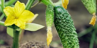 Питание огурцов — от рассады до сбора урожая Прежде чем попасть к нам на стол, огурчики проходят нелёгкий путь от подготовки семян к посеву до отдачи урожая