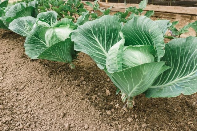 Подкормки капусты должны быть продуманными и своевременными Подкормки капусты должны быть продуманными и своевременными