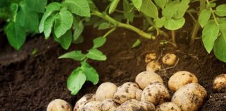 Простые правила выращивания картофеля