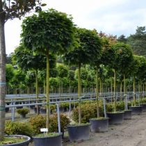 St — «Stem tree» (штамбовое дерево) St — «Stem tree» (штамбовое дерево)