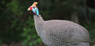 Диетическое мясо, яйца и враги вредителей сада — это всё о цесарках