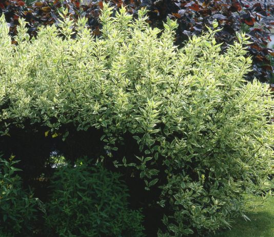 Дёрен — декоративный кустарник круглый год - Декоративные кустарники Дёрен — декоративный кустарник круглый год