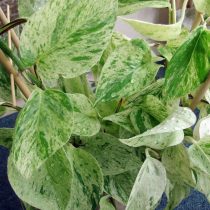 Эпипремнум золотистый (Epipremnum aureum), сорт 'Marble Queen' Эпипремнум золотистый (Epipremnum aureum), сорт 'Marble Queen'