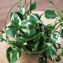 Эпипремнум золотистый (Epipremnum aureum), сорт 'Enjoy' Эпипремнум золотистый (Epipremnum aureum), сорт 'Enjoy'