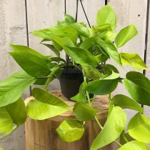 Эпипремнум золотистый (Epipremnum aureum), сорт 'Golden Pothos' Эпипремнум золотистый (Epipremnum aureum), сорт 'Golden Pothos'