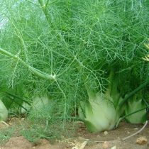 Фенхель обыкновенный (Foeniculum vulgare), сорт «Зефир» Фенхель обыкновенный (Foeniculum vulgare), сорт «Зефир»