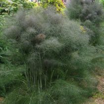 Фенхель обыкновенный (Foeniculum vulgare), сорт 'Purpureum' Фенхель обыкновенный (Foeniculum vulgare), сорт 'Purpureum'
