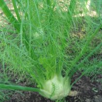 Фенхель обыкновенный (Foeniculum vulgare), сорт «Лидер» Фенхель обыкновенный (Foeniculum vulgare), сорт «Лидер»