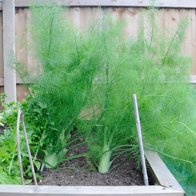 Фенхель обыкновенный (Foeniculum vulgare) Фенхель обыкновенный (Foeniculum vulgare)