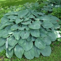 Хоста «Блу Энджел» (Hosta 'Blue Angel') Хоста «Блу Энджел» (Hosta 'Blue Angel')
