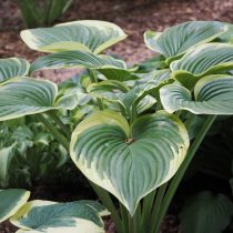 Хоста «Виктори» (Hosta 'Victory') Хоста «Виктори» (Hosta 'Victory')