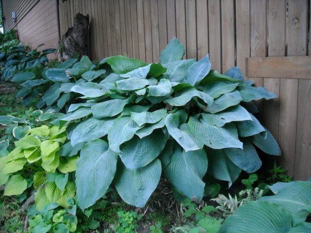 Хоста «Биг дэдди» (Hosta 'Big Daddy') Хоста «Биг дэдди» (Hosta 'Big Daddy')