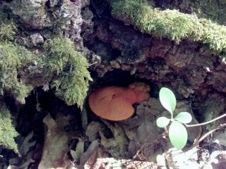 Печёночница, или трутовик печёночный (Fistulina hepatica) Печёночница, или трутовик печёночный (Fistulina hepatica)