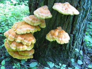 Трутовик серно-жёлтый (Laetiporus sulphureus) Трутовик серно-жёлтый (Laetiporus sulphureus)