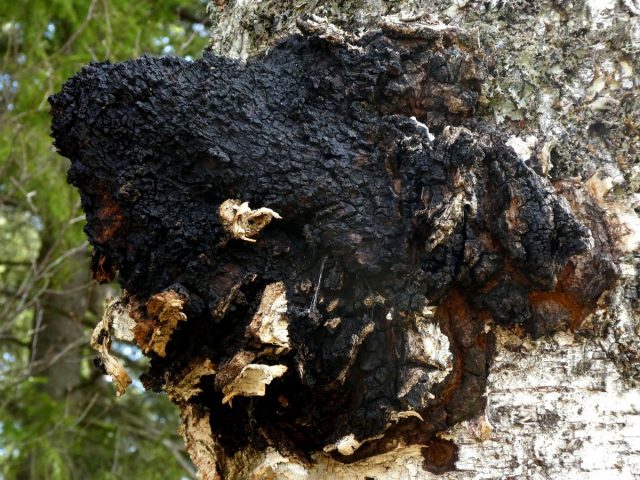 Чага, или трутовик скошенный (Inonotus obliquus) Чага, или трутовик скошенный (Inonotus obliquus)