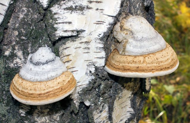 Настоящий трутовик, или кровяная губка (Fomes fomentarius) Настоящий трутовик, или кровяная губка (Fomes fomentarius)