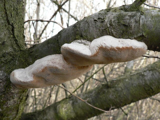 Сливовый трутовик (Phellinus tuberculosus) Сливовый трутовик (Phellinus tuberculosus)