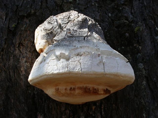 Трутовик лиственничный, лиственничная губка, или русский гриб (Fomitopsis officinalis) Трутовик лиственничный, лиственничная губка, или русский гриб (Fomitopsis officinalis)