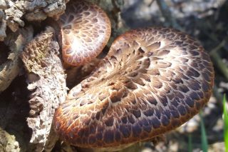 Трутовики чешуйчатые (Cerioporus squamosus) Трутовики чешуйчатые (Cerioporus squamosus)