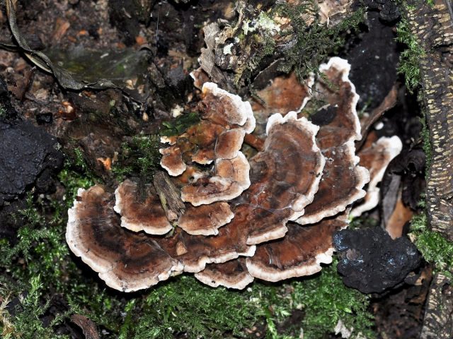 Трутовик разноцветный (Trametes versicolor) Трутовик разноцветный (Trametes versicolor)