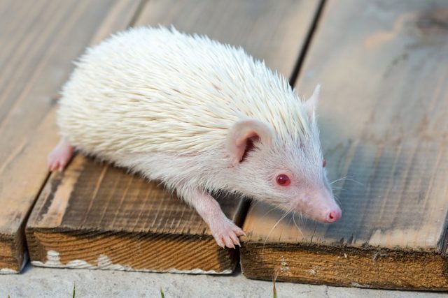 На сегодняшний день выведены африканские карликовые ёжики (Atelerix albiventris) различной окраски, в том числе альбиносы На сегодняшний день выведены африканские карликовые ёжики (Atelerix albiventris) различной окраски, в том числе альбиносы