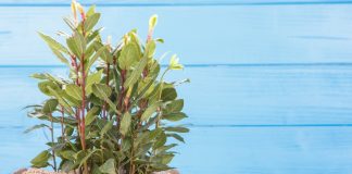 Комнатный лавр благородный — красивый, неприхотливый и полезный