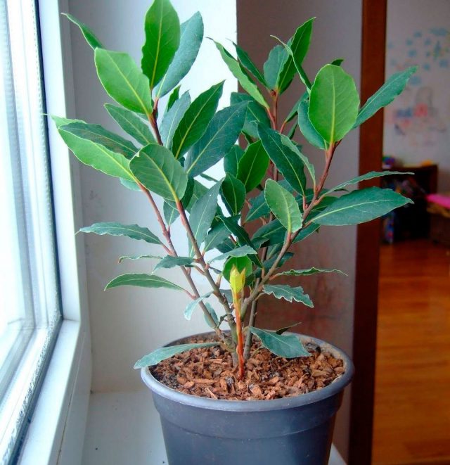 Лавр благородный (Laurus nobilis) Лавр благородный (Laurus nobilis)