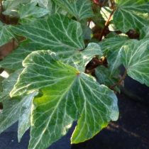 Плющ ползучий, или Плющ обыкновенный (Hedera helix) 'Green Ripple' Плющ ползучий, или Плющ обыкновенный (Hedera helix) 'Green Ripple'