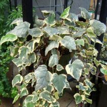 Плющ канарский (Hedera canariensis) Плющ канарский (Hedera canariensis)