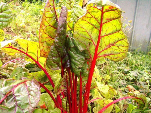 Мангольд (Beta vulgaris) Мангольд (Beta vulgaris)