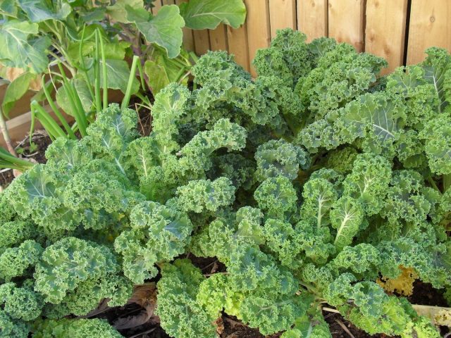 Кудрявая капуста, или Кале (Brassica oleracea var. sabellica) Кудрявая капуста, или Кале (Brassica oleracea var. sabellica)